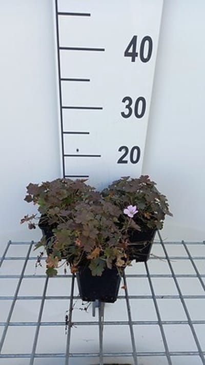 6x Ooievaarsbek - Geranium hybr. 'Dusky Crug' | 9x9 cm pot