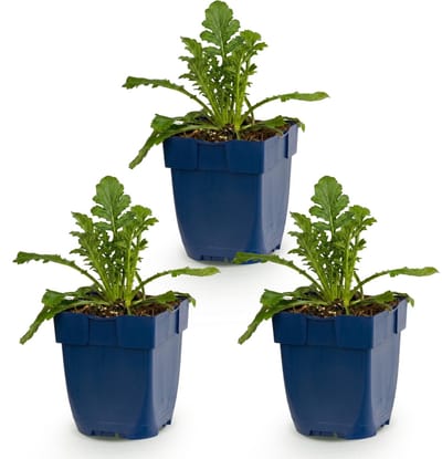 Green boutiQ - Vasteplant - Scabiosa col. Butterfly Blue - Duifkruid - Bijen en Vlinderlokkers - Paars - 3 Planten - Pot 11cm - Hoogte 15-25cm