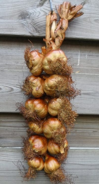 Gerookte knoflook streng - 12 bollen uit Frankrijk - lange houdbaarheid