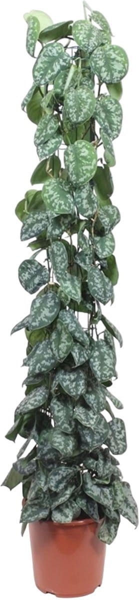 Green Harmony - Scindapsus Pictus Trebie gaasrek - 160 cm - ø27
