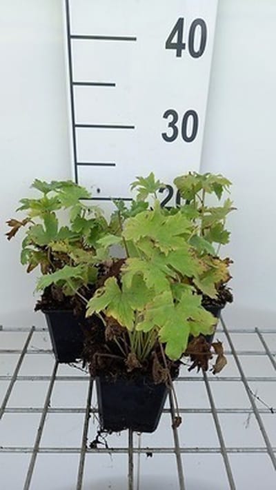 6x Ridderspoor - Delphinium 'M.f.' bleu foncé/abeille blanche | 9x9 cm pot