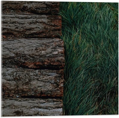 Acrylglas - Boomstammen in Gras - 50x50cm Foto op Acrylglas (Wanddecoratie op Acrylglas)