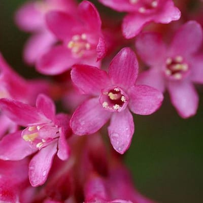 Ribes Sanguineum - Rode ribes;Siertrosbes 50-60 cm pot