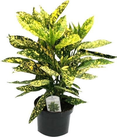 Aucuba Japonica 'Angelon' - Broodboompje; Bonte Japanse broodboom 25-30 cm pot