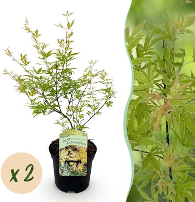 Green boutiQ - Terrasplant - Japanse Esdoorn - Acer palmatum Methamorphosa - Groen - 2 Planten - Bladverliezend - Pot 19cm Hoogte 70cm