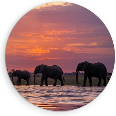 Saammp Muurcirkel Hout - Olifanten in de zonsondergang - Afrika - Dieren - Ø 90 - Wandcirkel - Wanddecoratie Cirkel - muurdecoratie Woonkamer - Slaapkamer decoratie - Rond Schilderij