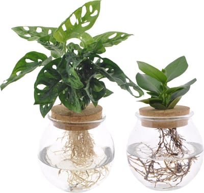 Plantenboetiek.nl | Bolglas Duo Monstera Adansonii & Clusia | 2 stuks - Ø12cm - 30 cm hoog - Kamerplant - Groenblijvend - Multideal