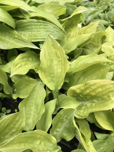 6 x Hosta 'Peedee Absinth' (Mini) - Hartlelie - P9 Pot (9 x 9cm) - Dima Vaste Planten