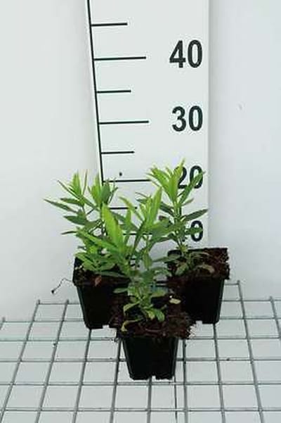 6x Scharnierplant - Physostegia virg. 'Vivid' | 9x9 cm pot
