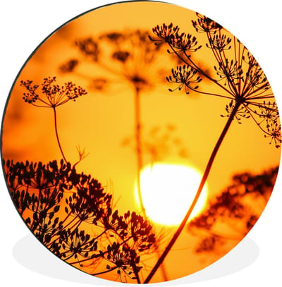 WallCircle - Wandcirkel - Muurcirkel - Planten - Bloemen - Zonsondergang - Oranje - Aluminium - Dibond - 140x140 cm - Binnen en Buiten