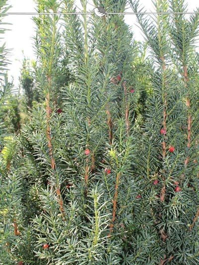 Venijnboom Taxus media Hicksii 50-60 cm, 25x Haagplant