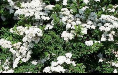Spiraea nipp. 'Snowmound' - Spierstruik , Japanse Spirea , Japanse Spierstruik 30- 40 cm in pot
