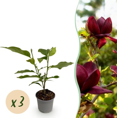 Plantenboetiek.nl | Magnolia Genie - Bloem Paars - 3 Planten - Bladverliezend - Weinig Onderhoud - Ø12cm - 30cm hoog - Tuinplant