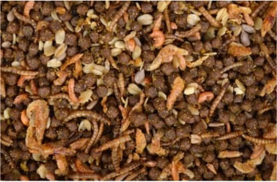 Oswalt - Egelvoer met Insecten 2.5L / 1.6KG - Egelvoer