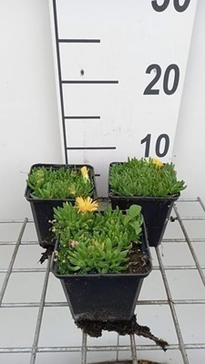 6x Middagbloempje - Delosperma congestum | 9x9 cm pot