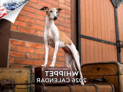 Whippet Kalender - Hondenkalender - Plannen en Organiseren - Dik Papier - 12 x 18 Open