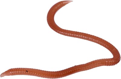 Valse Aas Worms - Plastic Lures - Vissen - Natuurlijke Zwembeweging - 17-18 stuks - Niet gespecificeerd