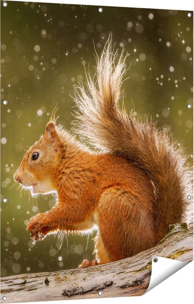 Gards Tuinposter Eekhoorn in de Regen - 90x120 cm - Tuindoek - Tuindecoratie - Wanddecoratie buiten - Tuinschilderij