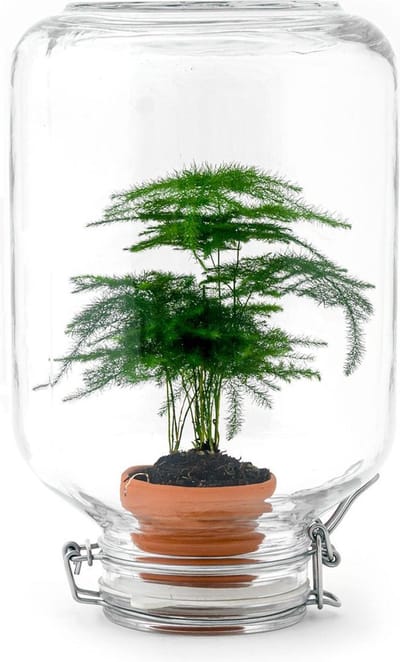 Planten terrarium - Easyplant - Asparagus - ↑ 28 cm - Ecosysteem plant - Plant in fles - Mini ecosysteem