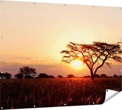 Gards Tuinposter Zonsondergang Achter een Acacia Boom - 160x120 cm - Tuindoek - Tuindecoratie - Wanddecoratie buiten - Tuinschilderij