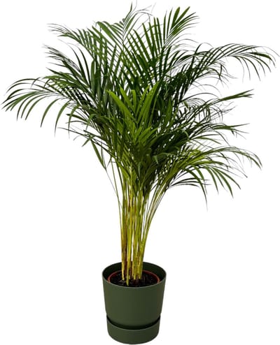 Plantenboetiek.nl | Areca palm inclusief elho Greenville Round groen - Ø24cm - 120-130cm hoog - Kamerplant - Complete set - Plant met pot