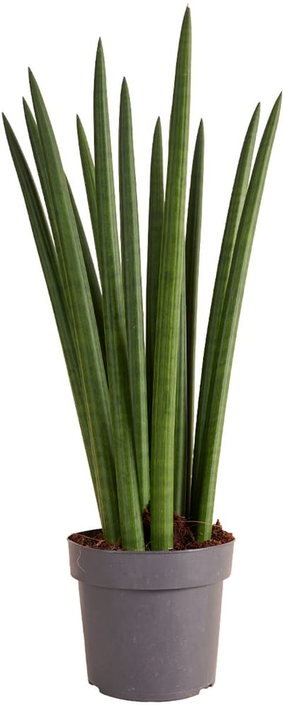 Bloomique - Sansevieria Straight - Vrouwentong - Kamerplanten - Gemakkelijk te verzorgen - 40-60 cm hoog - 17 cm pot