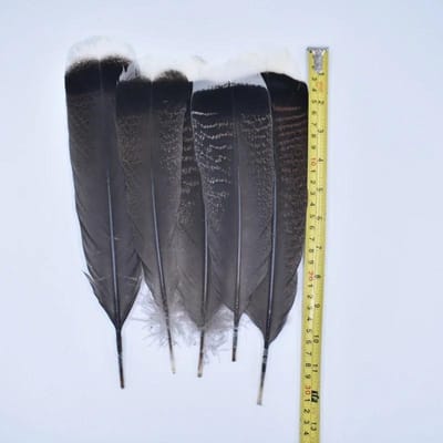 10 Stuks Echte Natuurlijke Adelaarsveren voor Knutselen Decoratie Kalkoen Fazant Carnaval Hoeden Accessoires Veer Decor Pluimen Hoofddeksel