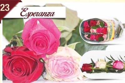 24x Rosa mix/bos hoja verde triett esperanza 50cm