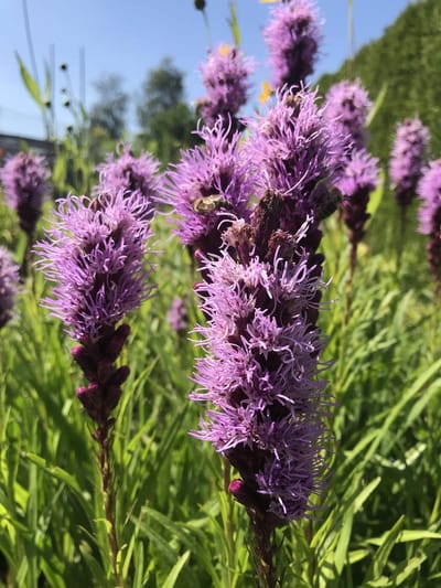 6 x Liatris spicata 'Kobold' - Lampenpoetser - P9 Pot (9 x 9cm) - Dima Vaste Planten