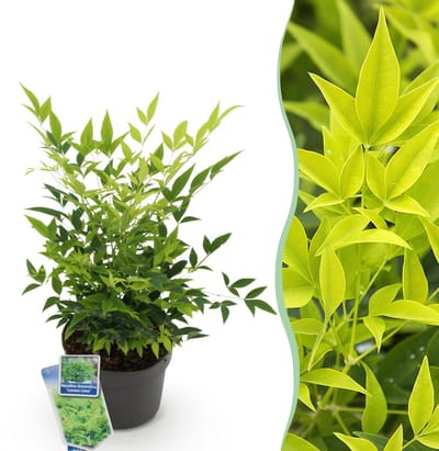Green boutiQ - Tuinplant - Nandina Lemon & Lime - Geel - 1 Plant - Groenblijvend - Weinig Onderhoud - Pot 17cm Hoogte 35 - 45cm