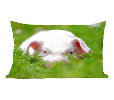 Sierkussens - Kussentjes Woonkamer - 50x30 cm - Varken - Dieren - Big