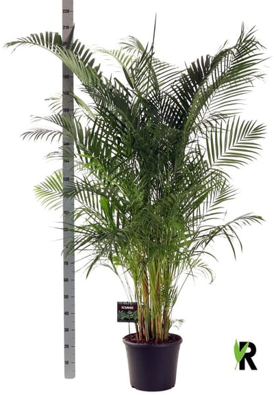 Dypsis lutescens Goudpalm 200 cm – Kamerplant – Vers Van De Kweker – Potmaat Ø35 cm