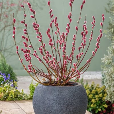 Plants Online BV - Planten - Tuinplanten - Heesters - Set van 1 - Salix gracilistyla 'Mount Aso'