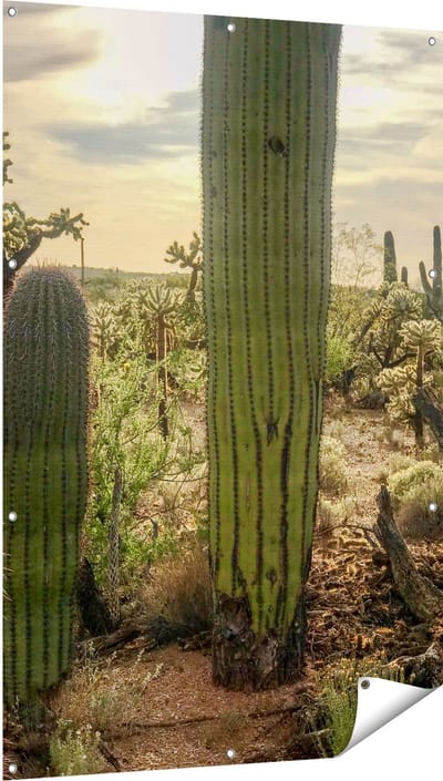 Gards Tuinposter Cactus Planten in het Wild - 100x150 cm - Tuindoek - Tuindecoratie - Wanddecoratie buiten - Tuinschilderij