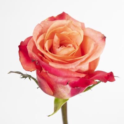 20x Rosa helene 50cm