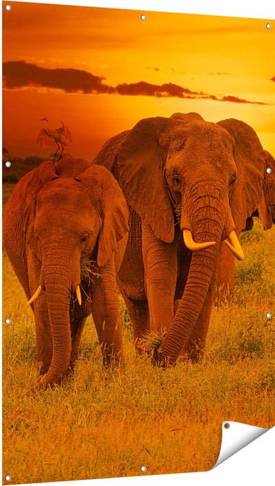 Gards Tuinposter Olifanten in het Wild - Zonsondergang - 100x150 cm - Tuindoek - Tuindecoratie - Wanddecoratie buiten - Tuinschilderij