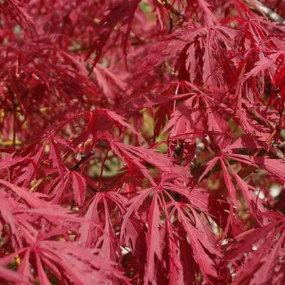 Japanse Esdoorn - Acer palmatum 'Garnet' - 30-40 cm