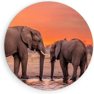 Saammp Muurcirkel Hout - Olifant met kalf - Afrika - Dieren - Ø 90 - Wandcirkel - Wanddecoratie Cirkel - muurdecoratie Woonkamer - Slaapkamer decoratie - Rond Schilderij