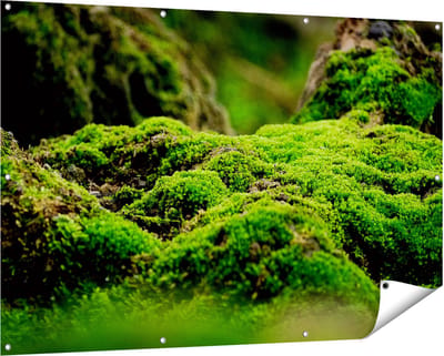 Gards Tuinposter Groen Mos - 150x100 cm - Tuindoek - Tuindecoratie - Wanddecoratie buiten - Tuinschilderij