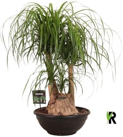 Beaucarnea Recurvata Vertakt 100 cm - Kamerplant - Potmaat Ø50 cm