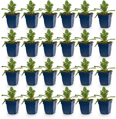 Green boutiQ - Vasteplant - Scabiosa col. Butterfly Blue - Duifkruid - Bijen en Vlinderlokkers - Paars - 24 Planten - Pot 11cm - Hoogte 15-25cm