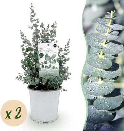 Plantenboetiek.nl | Eucalyptus boom - Eucalyptus gunni - Grijs - 2 Planten - Winterhard - Ø20cm - 30-40cm hoog - Tuinplant