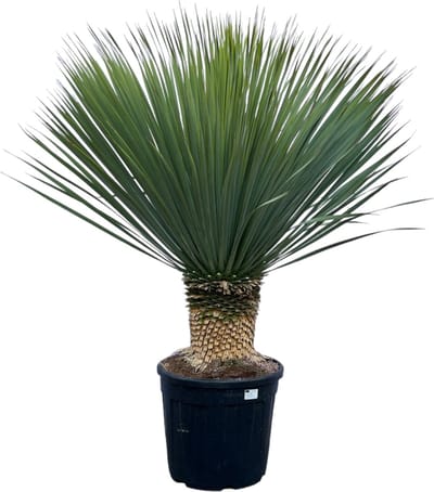 Trendyplants - Yucca Rostrata - Blue Baked Yucca - Winterhard - Hoogte 90-110 cm - Potmaat Ø38cm