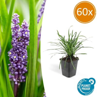 Tuinplantenshop.com | Liriope muscari 'Big Blue' | 60 stuks - Ø9cm - 10-25cm hoog - Tuinplant