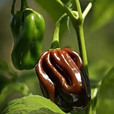 Peper zaden - Habanero Chocolate