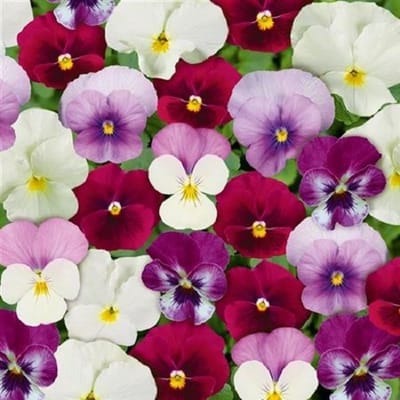 Violen Twix Rosy Mix F1