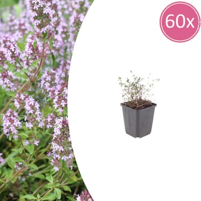 Tuinplantenshop.com | Thymus vulgaris | 60 stuks - Ø9cm - 10-25cm hoog - Tuinplant