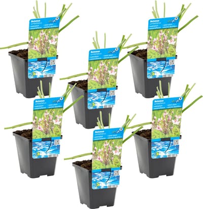 Bloomique - Set van 6 - Butomus Umbellatus - Zwanenbloem - Vijverplanten - Winterhard - Hoogte 10-20 cm - Pot 9 cm