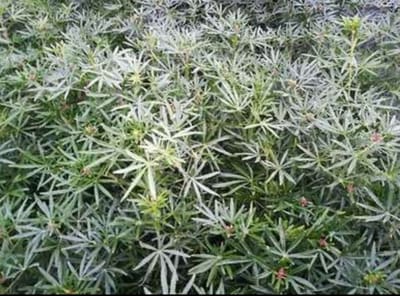 Choisya tern. 'White Dazzler'® - Mexicaanse Oranjebloesem 60- 80 cm in pot
