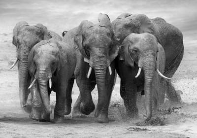 Fotobehang Vlies | Olifant, Dieren | Grijs | 368x254cm (bxh)